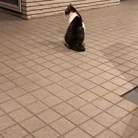 刺激が欲しいにゃ！の画像