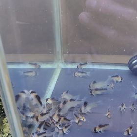 デュプリわちゃわちゃの画像