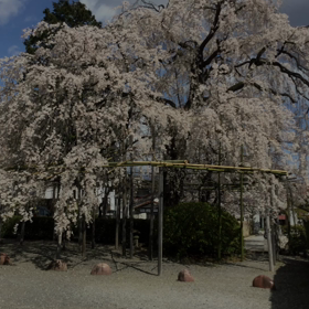 桜散歩 スライド バージョン 真光寺編の画像
