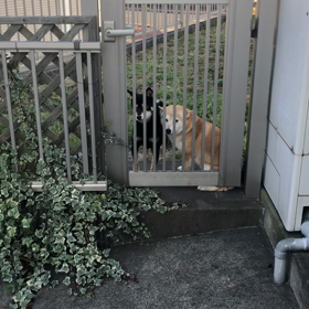 今日もお出迎えの画像