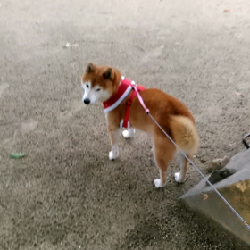 またですかの画像