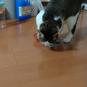 エサはサクラのもの？？の画像