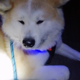 今朝は飼い主の都合で超短め❗未来丸ヤッター？‼️の画像