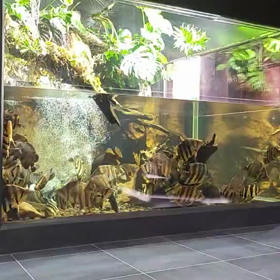 圧巻のレイスダトニオ60匹！プライベート水族館！の画像