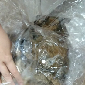 いじられる麦の画像