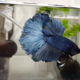 ベリー君の美しいフレアリングの画像