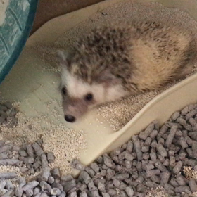 君の名は・・・どっち？笑の画像