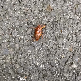 せみうま見つけましたの画像