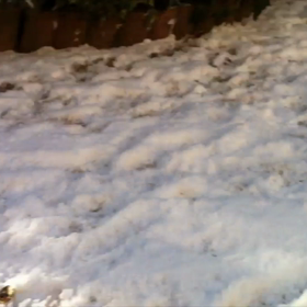 一生に一度だけ巡り合える運命の愛犬・ロビン（動画編）の画像