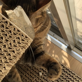 おはようございます。の画像