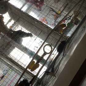 ムートの初お喋りの画像