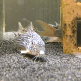 元気に！の画像