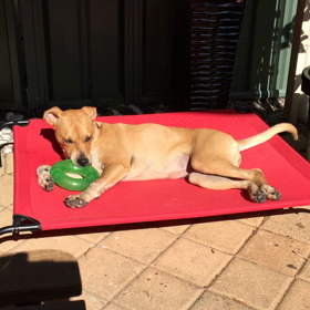 遊び疲れた子供か②の画像