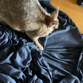 必死なフニちゃんの画像