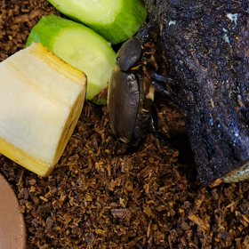 カブトムシのその後の画像