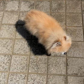 復活してきた！の画像