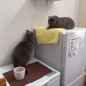 ジンとシェリーの初喧嘩❗️の画像