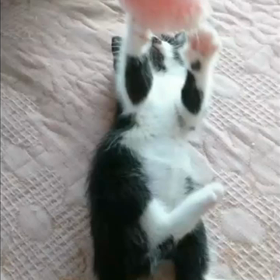 拾った子猫たちの、その後の画像