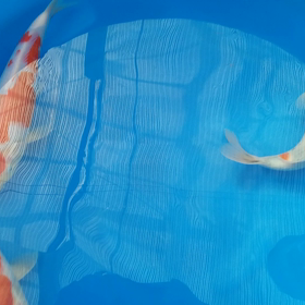 モコモコの画像