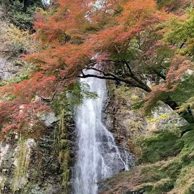 良いねが多かったの画像