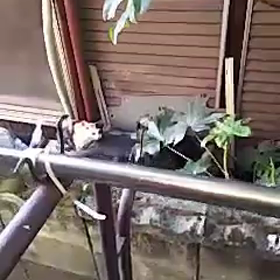 親子猫(*^o^)／＼(^-^*)の画像