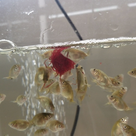 孵化51日目の画像