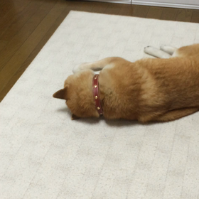 うだうだの画像