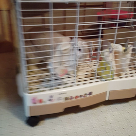 へやんぽするよーの画像