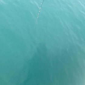 昨日の動画の画像