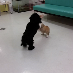 いろいろ動画②の画像