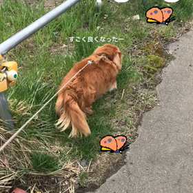 その後のヘルニアの画像