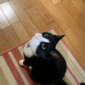 かわいいじゃじゃおの画像