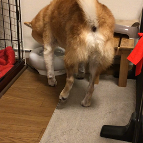 脱臼？アドバイスくださいの画像