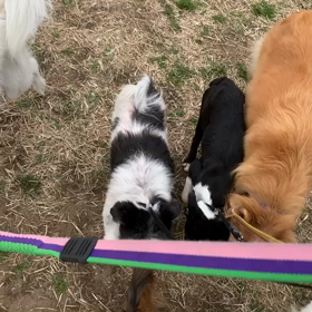 2月20日13わんこと1時間30分遠足　　お台場の画像