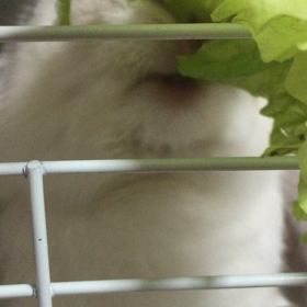 もしゃもしゃ♬の画像