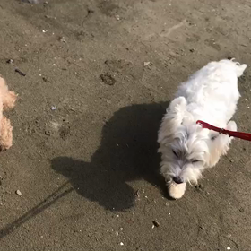 ♪お散歩動画♪お台場海浜公園♪の画像