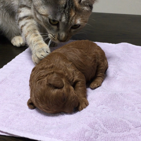 生後1週間のトイプーの赤ちゃんと猫のわさび(*^^*)の画像