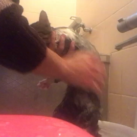 トムくん&バロンくん シャンプー☺️の画像