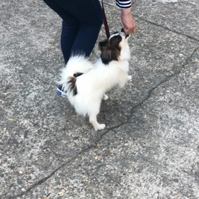 山木ルイ君。初めてのお散歩練習。の画像