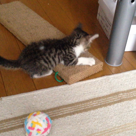 ぐっちゃん幼少期の画像