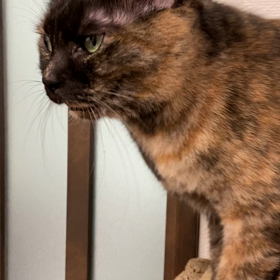 ご飯はまだかニャの画像