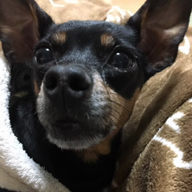 チップの ばんげのごっつぉに物申すの画像