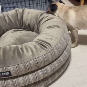 止まらないパグの画像