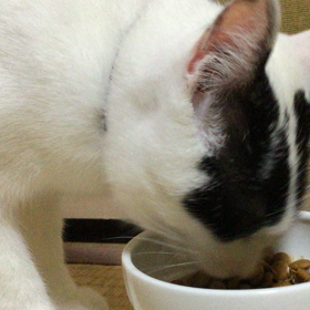 ちゃんと噛んで食べますの画像