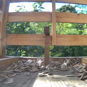 すぎぴたんの事件簿シーズン3　367話（店内にメジロ様ご来店！！）の画像