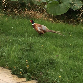 雉(きじ)のオスも「男は皆んな馬鹿だからの画像