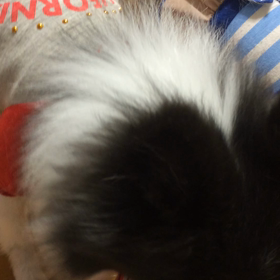 うどんに群がる犬の画像