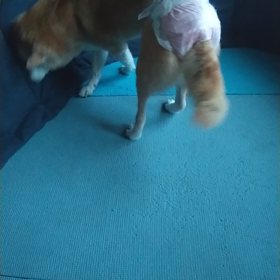 ”めろんの旅立ち”ワンコは最高のパートナーの画像