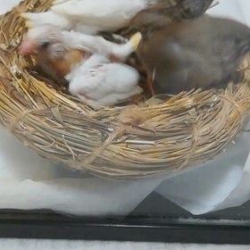 可愛いから散らかすのは許す❢の画像