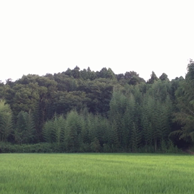 8月入ったと言うのに....の画像